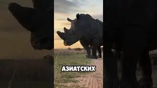 Носороги: тяжеловесы дикой природы #животные #носорог #знания #факты #природа