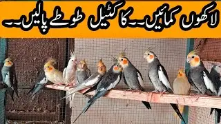 Cocktail|talking cocktail|cocktail parrots training|bolny Waly touty