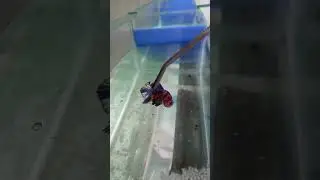 Ikan Cupang Makan Sambil Lompat  #bettafish #bettacircus  #rumahcupang  #ikancupang  #cacingbeku