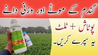 Best foliar spray for wheat in  2023 | Role of potash and fungicide spray