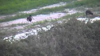 Black Storks over Malta