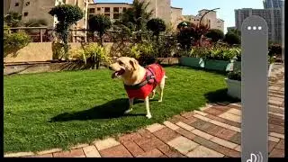 🐾 A Labrador&rsquo;s Joyful Garden Tour 🌿