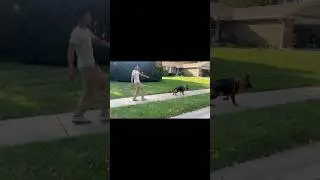 German Shepherd Leads The Way #germanshepherd #germanshepheard #german #puppy #gsds