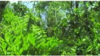 Caribbean Natural wonders- Rainforest