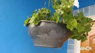 PLANTANDO MEUS HIBISCOS 🌺