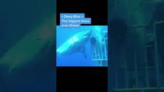Deep Blue The Great White Shark