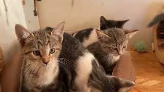 Kittens sing twinkle twinkle little star