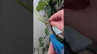 how to propagate Swiss cheese monstera growth guide #plants #gardening #plant #houseplants