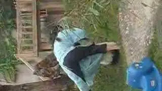 panda play fight