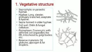 Dr. Deepa P.: Mastigomycotina