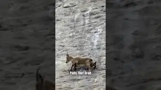 How Mountain Goats are able to Climb Steep Hills 🤯