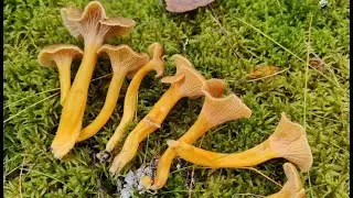 เห็ด Craterellus tubaeformis 🍄🍂🍁 (Suppilovahvero) or winter mushroom 🌰🍄🍂🍁