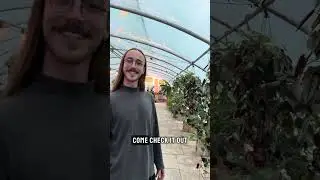 50% OFF Hanging Baskets 🌿 | Carson&rsquo;s Greenhouse & Gifts, Springfield MO
