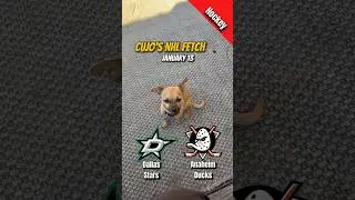 Cujo&rsquo;s NHL Fetch | Dallas Stars vs Anaheim Ducks 🐕 01-13-2026 NHL Hockey #CujoCatches
