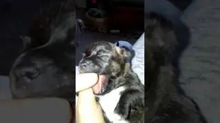 Bb ChiChi(1)