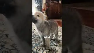 Rescued wolf cub finds unconditional love and a new family💕