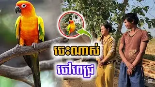 ចេះណាស់ចៅពេជ្រ សេក sun conure 