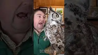 Meet our Great Horned Owl: Bruno! #greathornedowl #owls