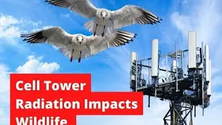 We Tested Mobile Tower Radiation Effects