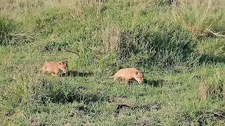 Tiny Marsh Lion Pride Cubs | Grand children of Salas Male Lions | 12 November 2025