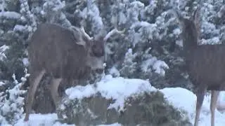 Deer Frolic in the Snow Dec 2025