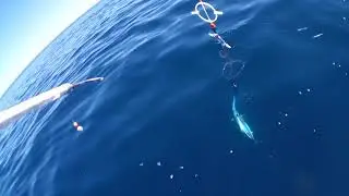 SPLASH FISHING RING&reg;🇮🇹