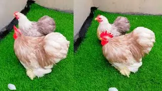 Blue Bantum Breeder Set Fancy chicken