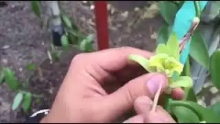 Vanille Befruchtung - Vanillebest&auml;ubung von Hand - Mexico Vanille