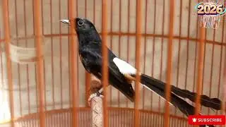 Chòe lửa hót|chòe lửa luyện giọng, kích bổi hót đấu căng lửa Chòe lửa hót sáng 