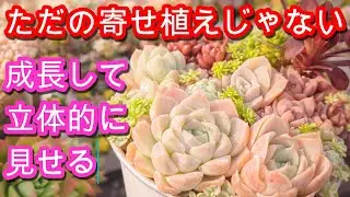 【多肉植物】【寄せ植え】成長と共に立体感の出てくる寄せ植えを作ります。新春寄せ植え企画③