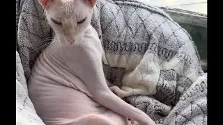 How perfect to live #sphinx#cat#shorthair#cute#asmr#meowing#whistle#cleaning#petethecat#catvideos