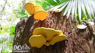 Laetiporus sulphureus bracket fungus (Fungi - Polyporaceae) sulphur shelf