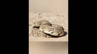 top 10 poison snake