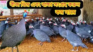 তিতির পাখি পালন পদ্ধতি, তিতির পাখির বাচ্চা অথবা বীজ ডিম সংগ্রহ করুন,titir pakhir khamar