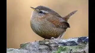 How did the wren became the king of all birds? | RT&Eacute; Brainstorm