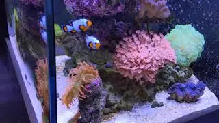Обновление Nano Reef Tank
