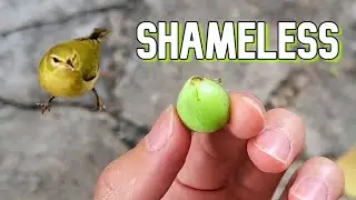SEAGRAPE : Yes, I Stole Fruit From a Little Bird - Weird Fruit Explorer