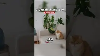 Your Cat MISSES You When You're Gone! Here's What to Do