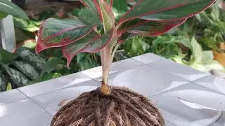 Cara Membuat Cocodema dengan Aglaonema #cocodema #tanamanhias 