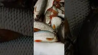 Зимняя рыбалка! Прикормка для плотвы!