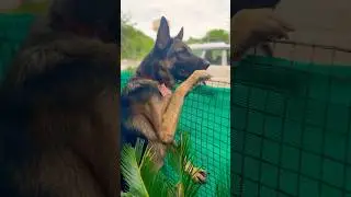 Aashiq Peter😅#peterlovers #germanshepheard #myanimal #impeter #pets