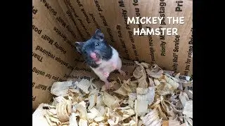 Mickey the Black & White Panda Bear Syrian Hamster 🐹