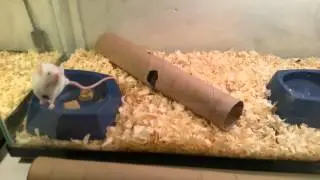 MICE BREEDING SETUP HD