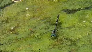 lilypad clubtail