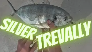 Trevally on Soft Plastics: East Coast Tasmania