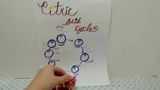 Citric acid cycle lesson taught by Toffee