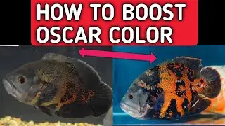 How to enhance Oscar fish color | How to boost Oscar fish Colors .
