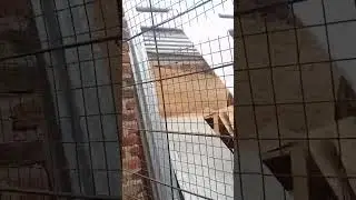 Turkey house construction| preparation#poultryfarming#youtubeshorts