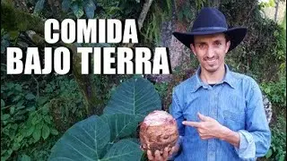 Tubérculos orgánicos.