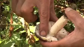 Russula cyanocantha @ Conoscere i funghi 28.09.2013